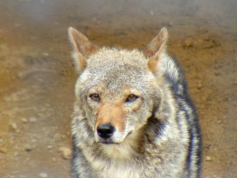 Coyote {!-- 코요테 -->; DISPLAY FULL IMAGE.