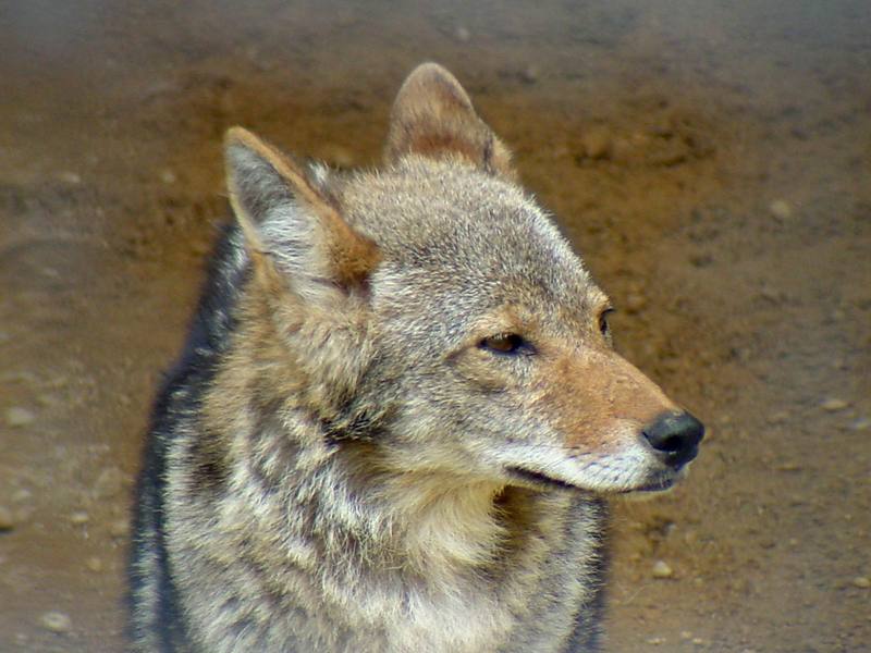 Coyote {!-- 코요테 -->; DISPLAY FULL IMAGE.