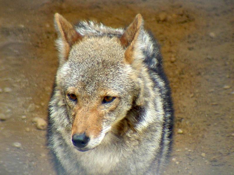 Coyote {!-- 코요테 -->; DISPLAY FULL IMAGE.