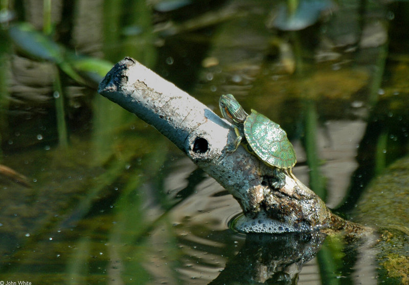 Juvenile Red-eared Slider (Trachemys scripta elegans); DISPLAY FULL IMAGE.