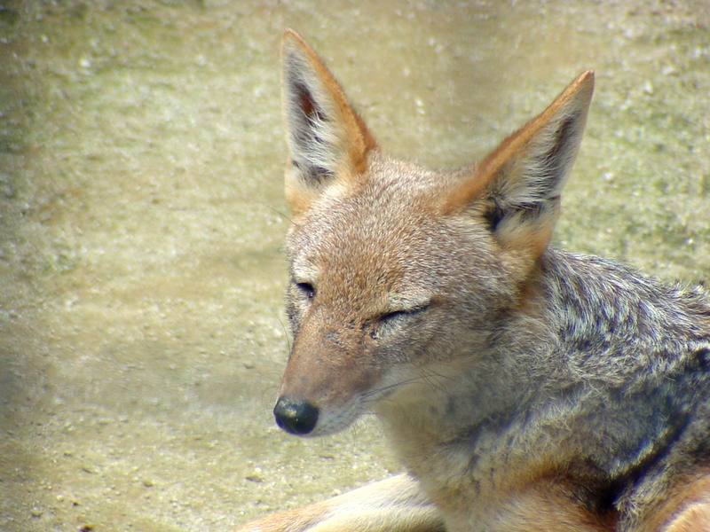 Black-backed Jackal (Daejeon Zooland); DISPLAY FULL IMAGE.