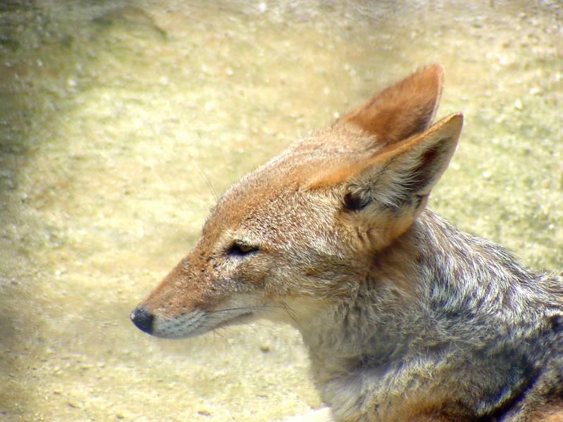 Black-backed Jackal (Daejeon Zooland); DISPLAY FULL IMAGE.