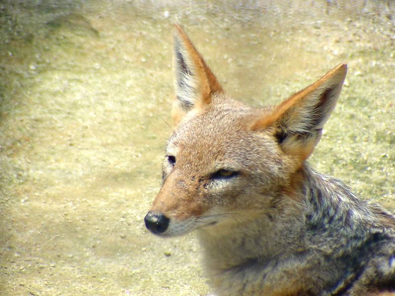 Black-backed Jackal (Daejeon Zooland); DISPLAY FULL IMAGE.