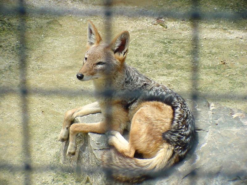 Black-backed Jackal (Daejeon Zooland); DISPLAY FULL IMAGE.