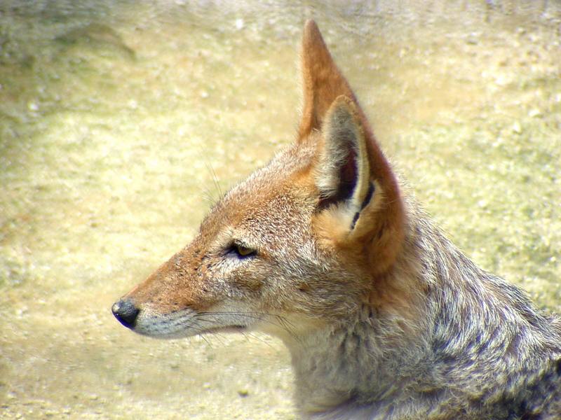 Black-backed Jackal (Daejeon Zooland); DISPLAY FULL IMAGE.