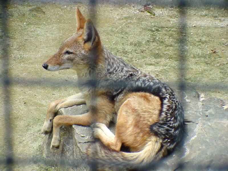 Black-backed Jackal (Daejeon Zooland); DISPLAY FULL IMAGE.