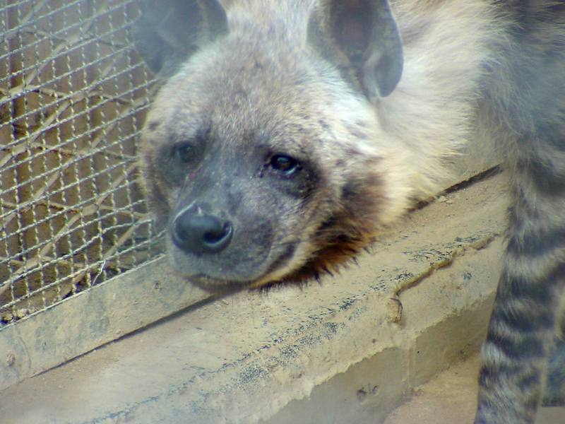 Striped Hyena, Hyaena hyaena (Daejeon Zooland); DISPLAY FULL IMAGE.