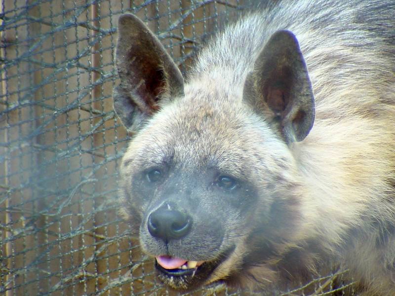 Striped Hyena, Hyaena hyaena (Daejeon Zooland); DISPLAY FULL IMAGE.