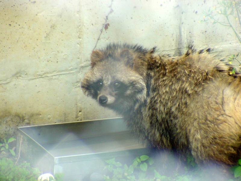 Korean Raccoon Dog (Daejeon Zooland); DISPLAY FULL IMAGE.