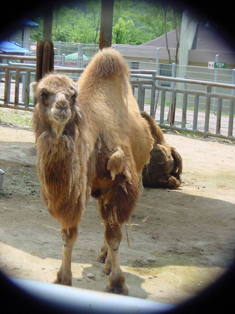 Bactrian Camel (Daejeon Zooland); DISPLAY FULL IMAGE.