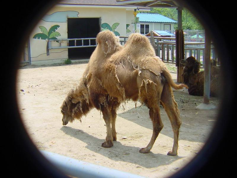 Bactrian Camel (Daejeon Zooland); DISPLAY FULL IMAGE.