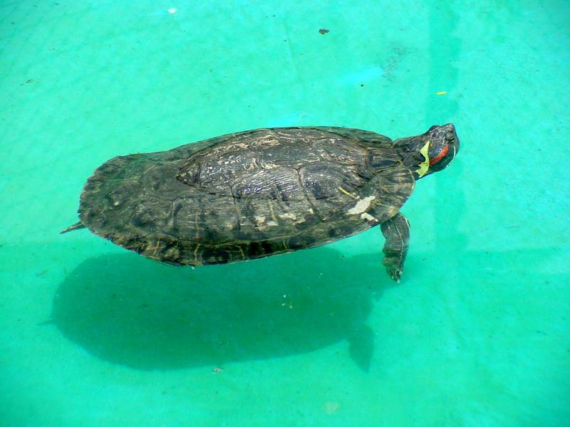 Red-eared Pond Slider (Daejeon Zooland); DISPLAY FULL IMAGE.