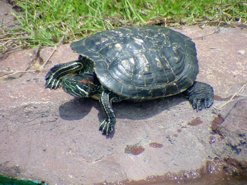 Red-eared Pond Slider (Daejeon Zooland); DISPLAY FULL IMAGE.