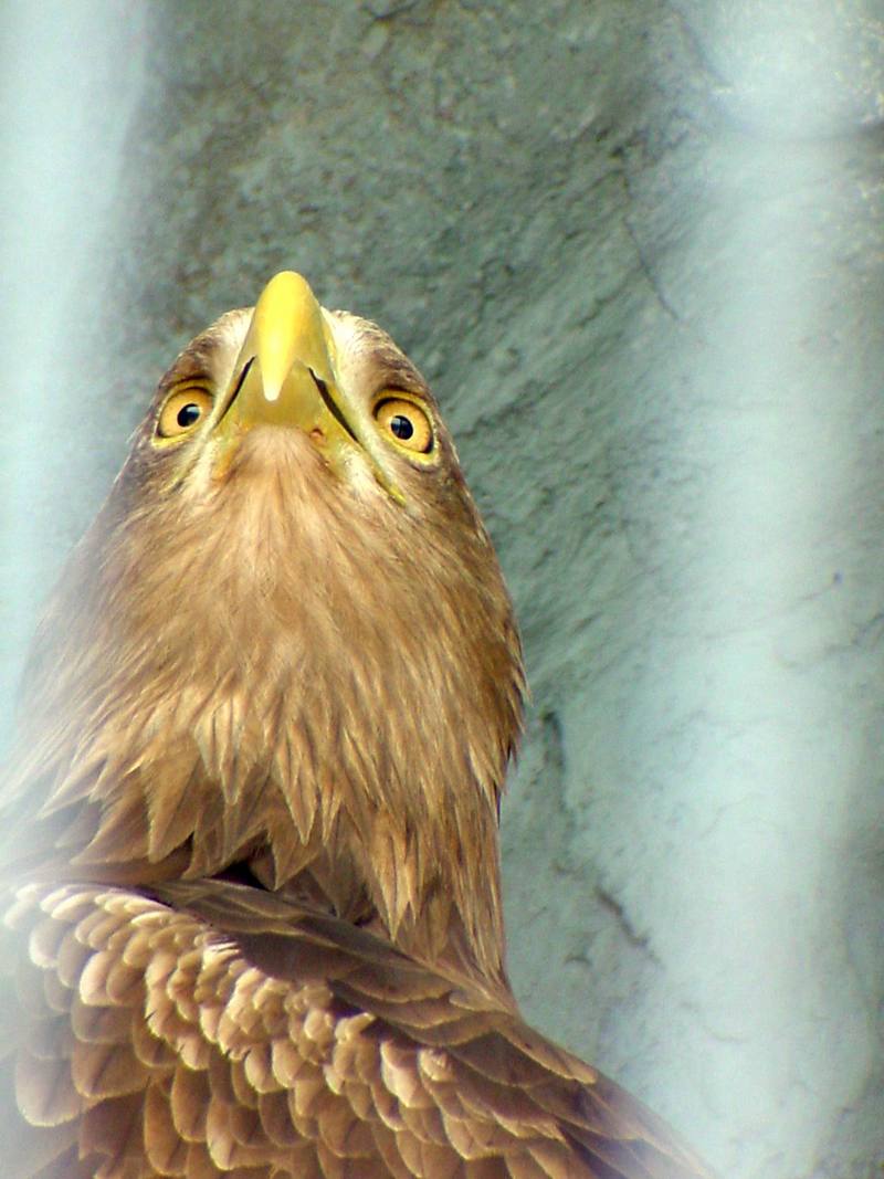 White-tailed Sea Eagle (Daejeon Zooland); DISPLAY FULL IMAGE.