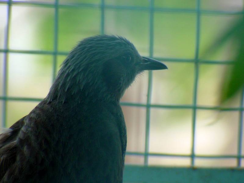 Brown-eared Bulbul (Daejeon Zooland); DISPLAY FULL IMAGE.