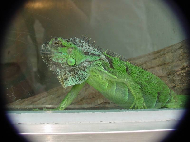 Green Iguana (Daejeon Zooland); DISPLAY FULL IMAGE.