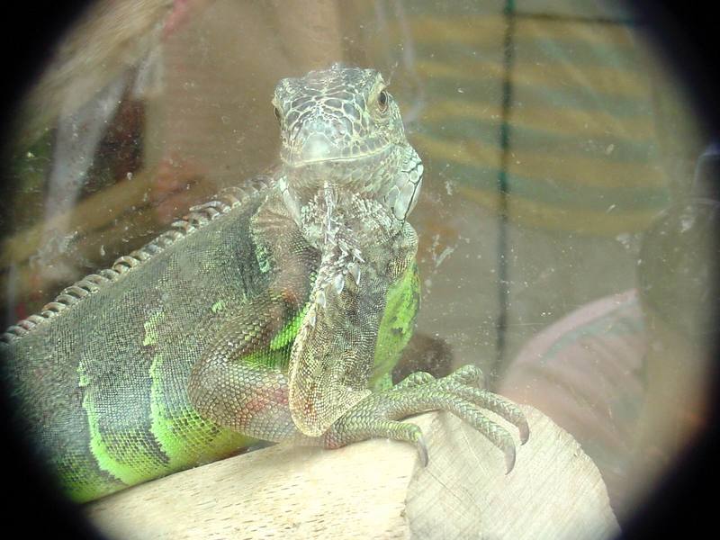 Green Iguana (Daejeon Zooland); DISPLAY FULL IMAGE.