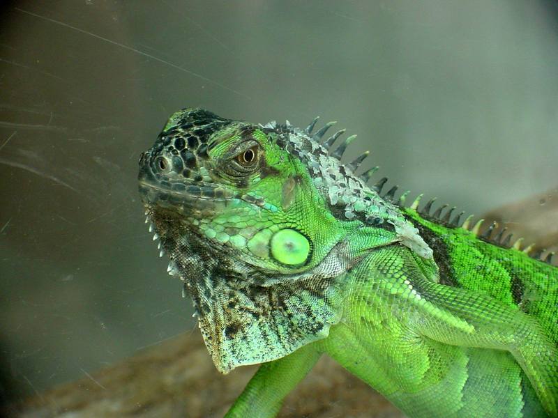 Green Iguana (Daejeon Zooland); DISPLAY FULL IMAGE.