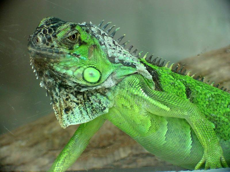 Green Iguana (Daejeon Zooland); DISPLAY FULL IMAGE.