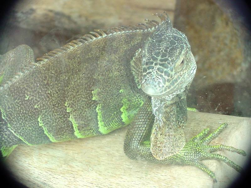 Green Iguana (Daejeon Zooland); DISPLAY FULL IMAGE.