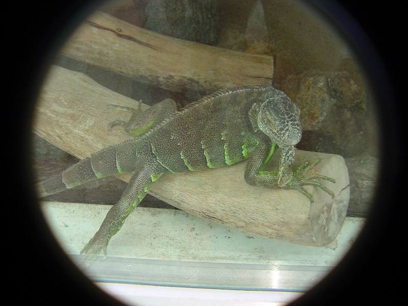 Green Iguana (Daejeon Zooland); DISPLAY FULL IMAGE.