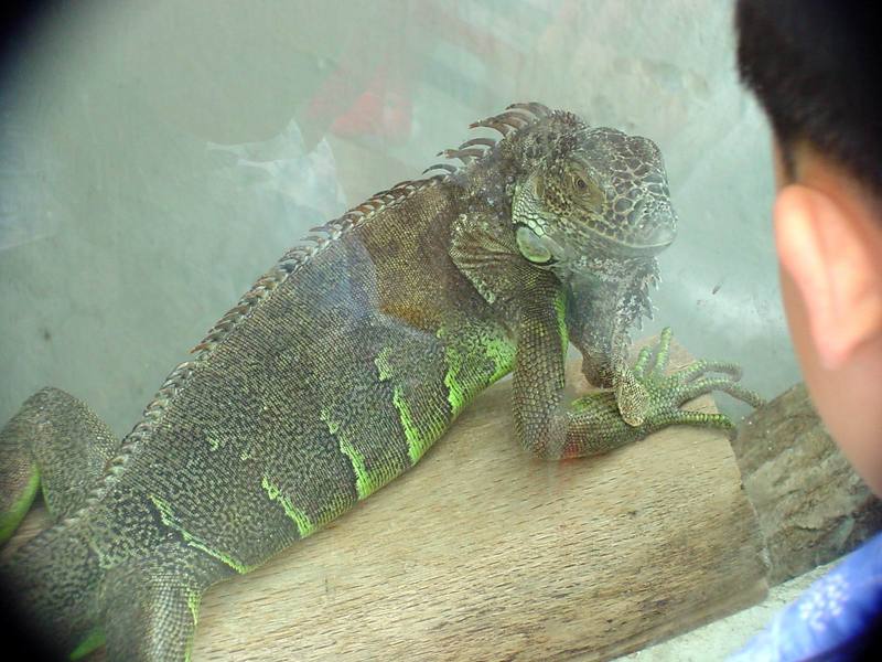 Green Iguana (Daejeon Zooland); DISPLAY FULL IMAGE.