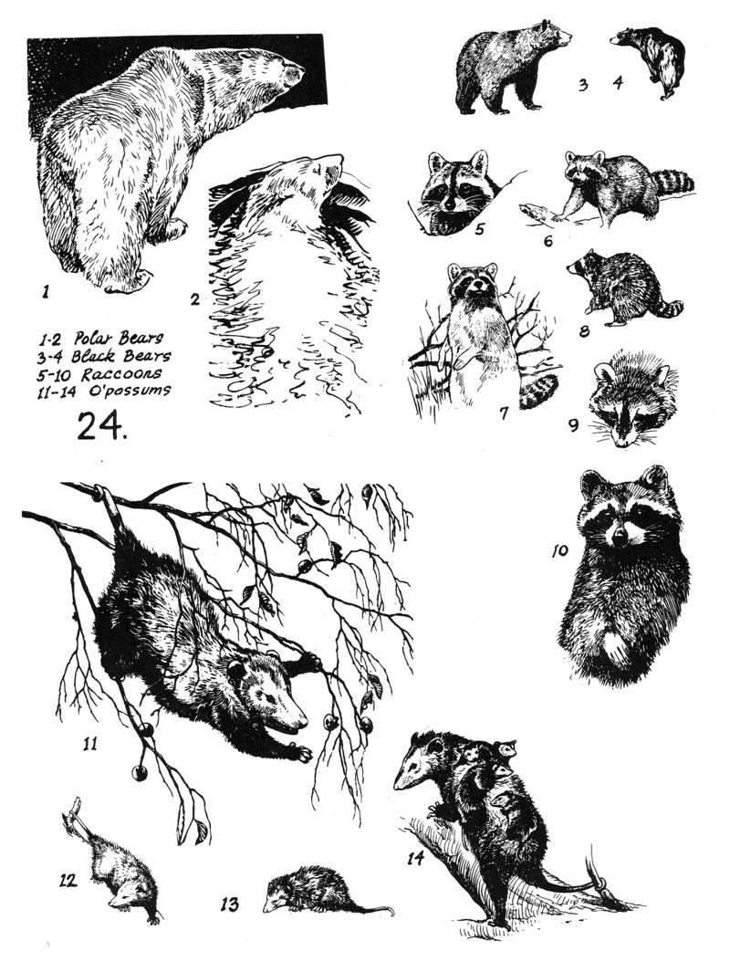 mammals line art; DISPLAY FULL IMAGE.