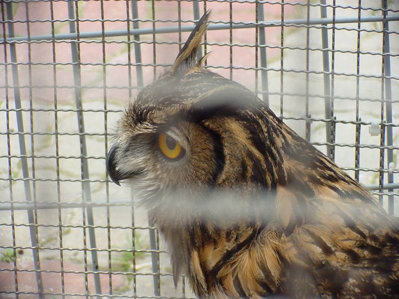 Eurasian Eagle Owl (Daejeon Zooland); DISPLAY FULL IMAGE.