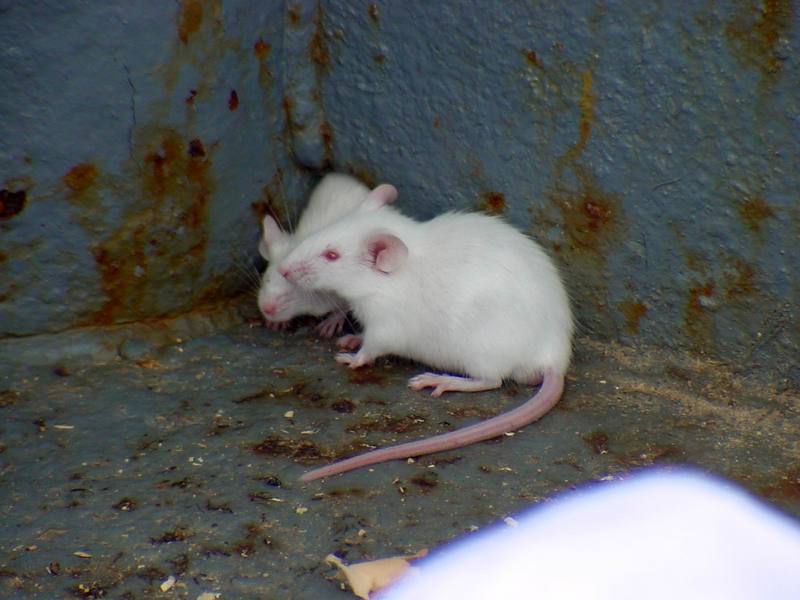 White Mouse (Daejeon Zooland); DISPLAY FULL IMAGE.