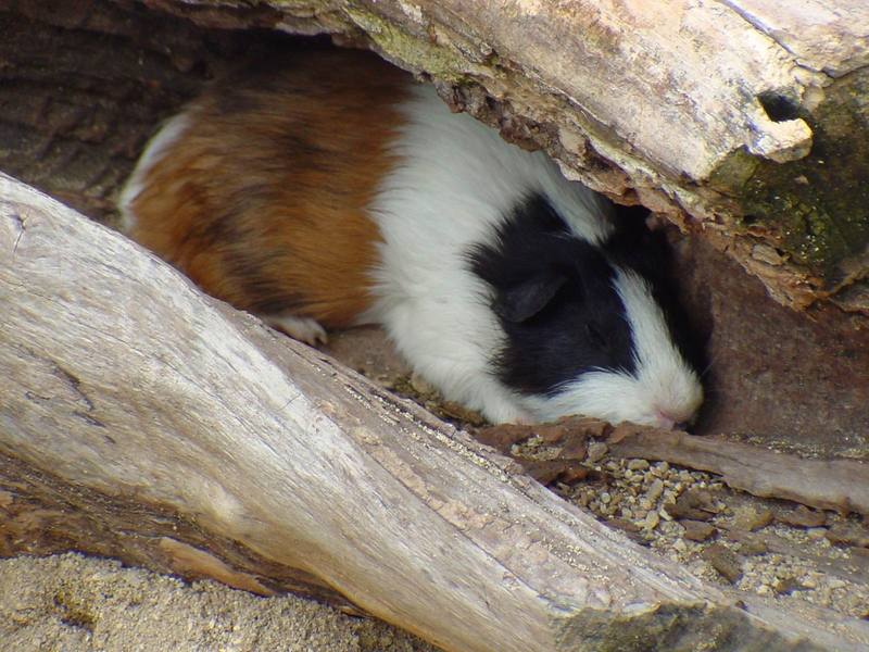 Guinea Pig (Daejeon Zooland); DISPLAY FULL IMAGE.