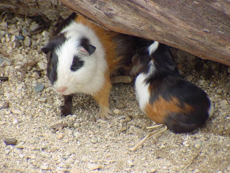 Guinea Pigs (Daejeon Zooland); DISPLAY FULL IMAGE.