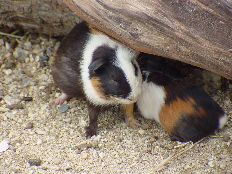 Guinea Pigs (Daejeon Zooland); DISPLAY FULL IMAGE.