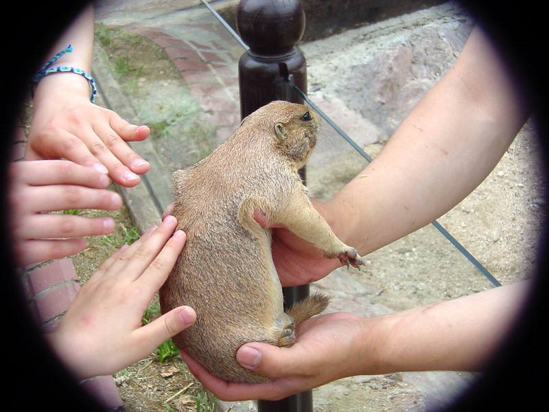 Prairie Dog (Daejeon Zooland); DISPLAY FULL IMAGE.