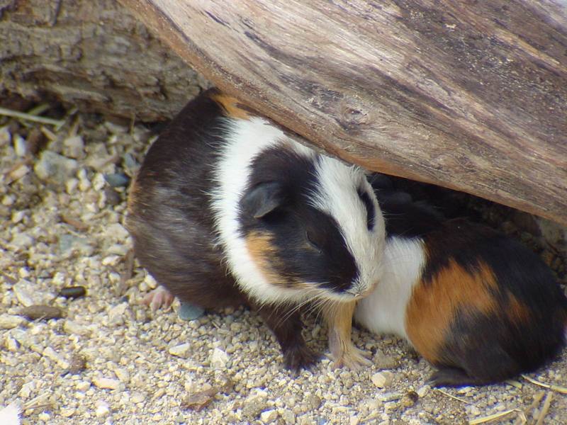 Guinea Pigs (Daejeon Zooland); DISPLAY FULL IMAGE.