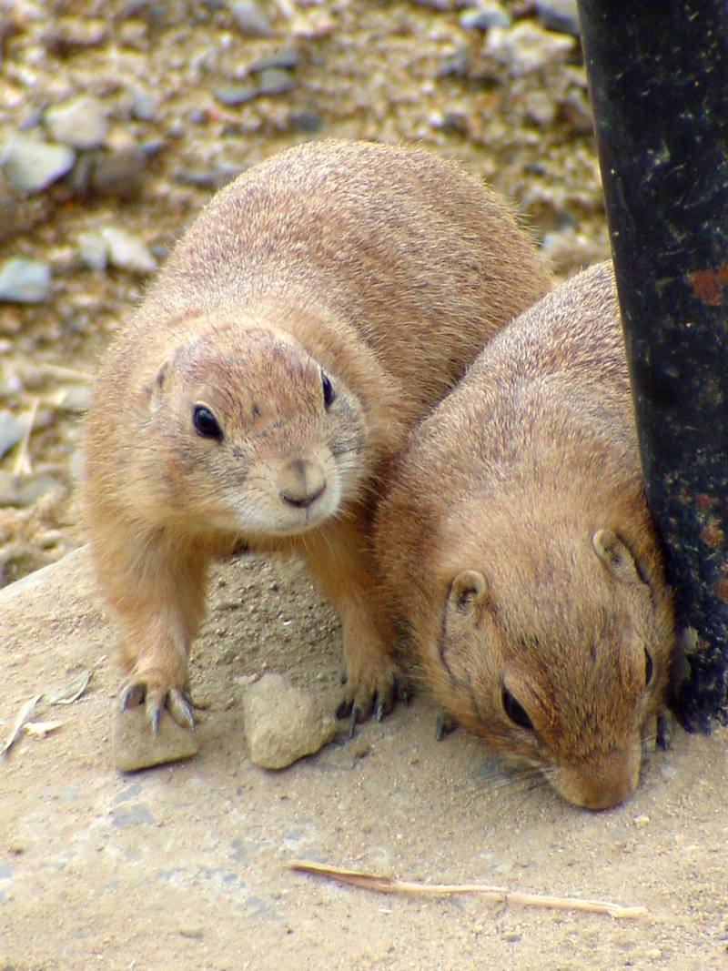Prairie Dogs (Daejeon Zooland); DISPLAY FULL IMAGE.