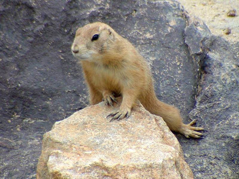 Prairie Dog (Daejeon Zooland); DISPLAY FULL IMAGE.