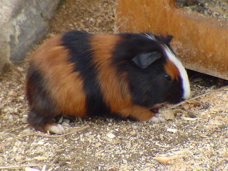 Guinea Pig (Daejeon Zooland); DISPLAY FULL IMAGE.