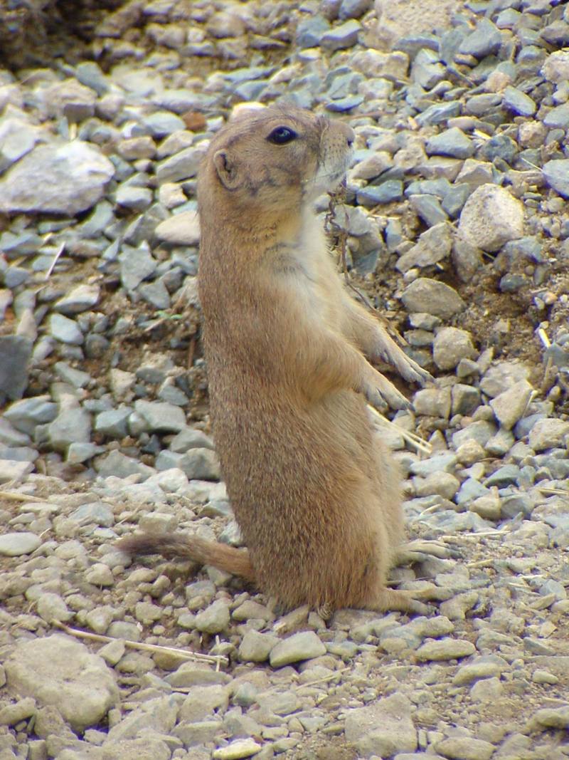 Prairie Dog (Daejeon Zooland); DISPLAY FULL IMAGE.