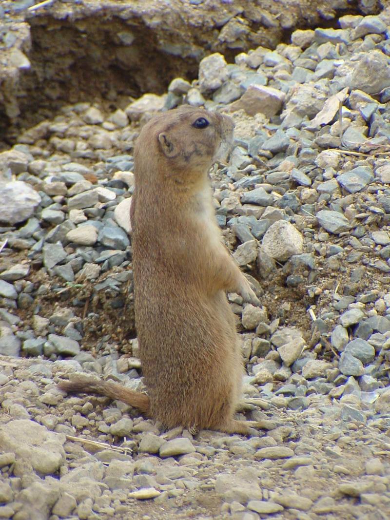 Prairie Dog (Daejeon Zooland); DISPLAY FULL IMAGE.