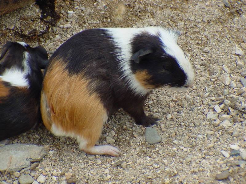 Guinea Pig (Daejeon Zooland); DISPLAY FULL IMAGE.