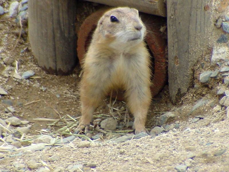 Prairie Dog (Daejeon Zooland); DISPLAY FULL IMAGE.