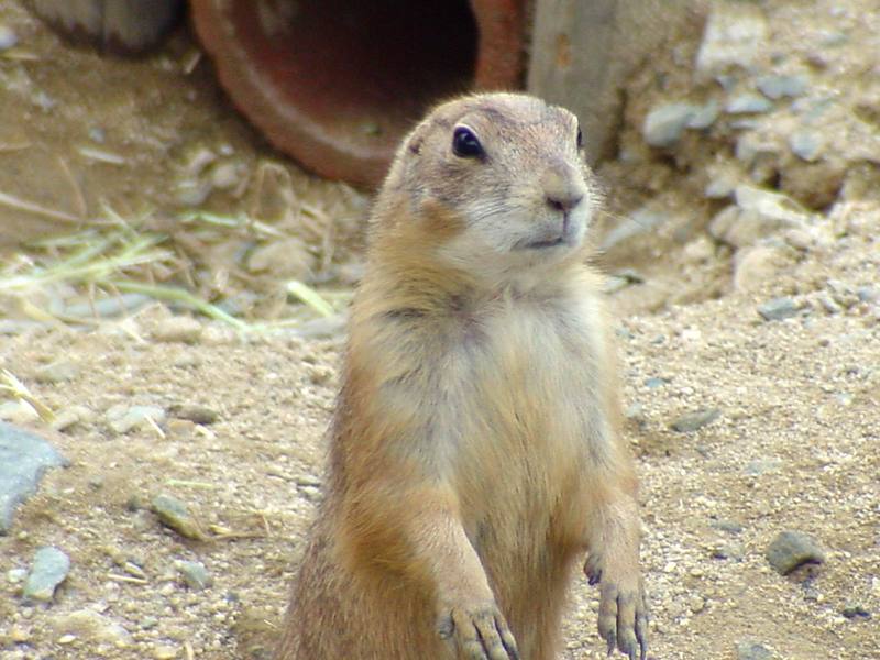 Prairie Dog (Daejeon Zooland); DISPLAY FULL IMAGE.