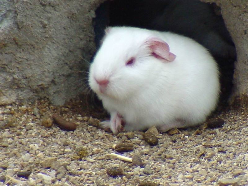White Guinea Pig (Daejeon Zooland); DISPLAY FULL IMAGE.