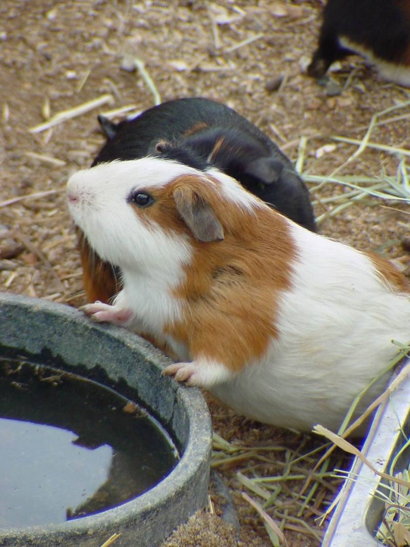 Guinea Pig (Daejeon Zooland); DISPLAY FULL IMAGE.