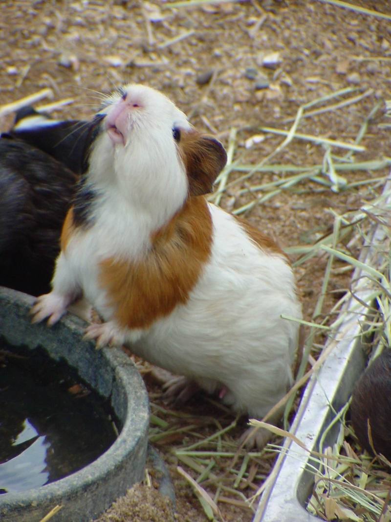 Guinea Pig (Daejeon Zooland); DISPLAY FULL IMAGE.