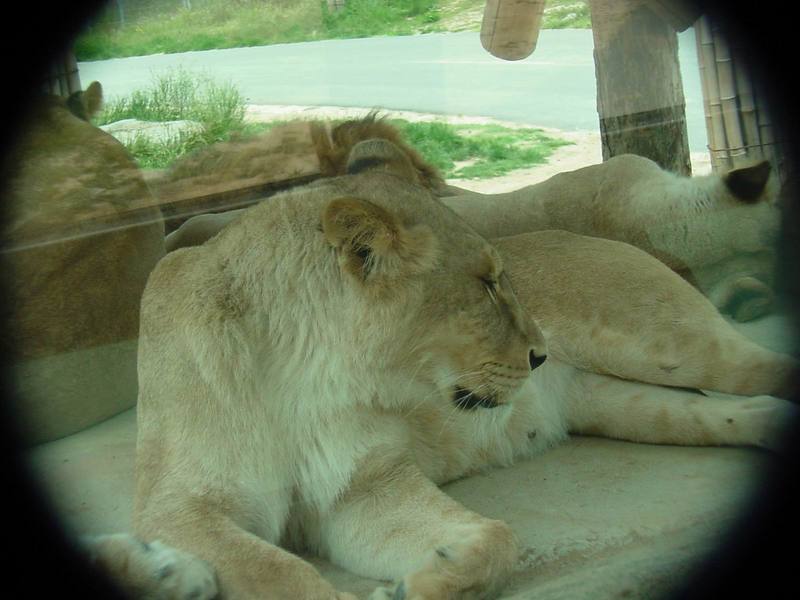 African Lions (Daejeon Zooland); DISPLAY FULL IMAGE.