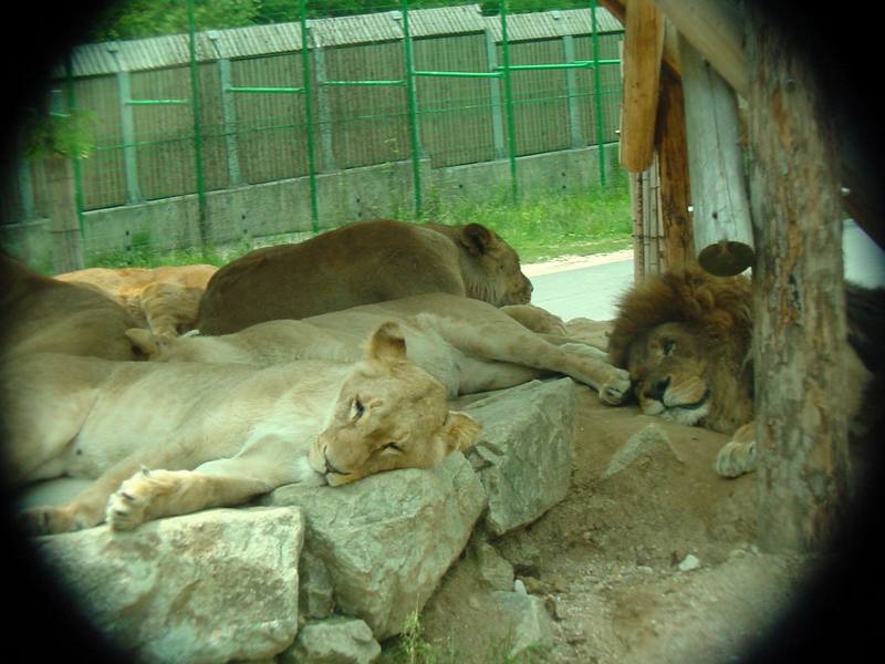 African Lions (Daejeon Zooland); DISPLAY FULL IMAGE.