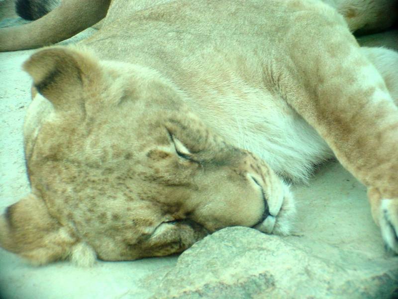 African Lions (Daejeon Zooland); DISPLAY FULL IMAGE.