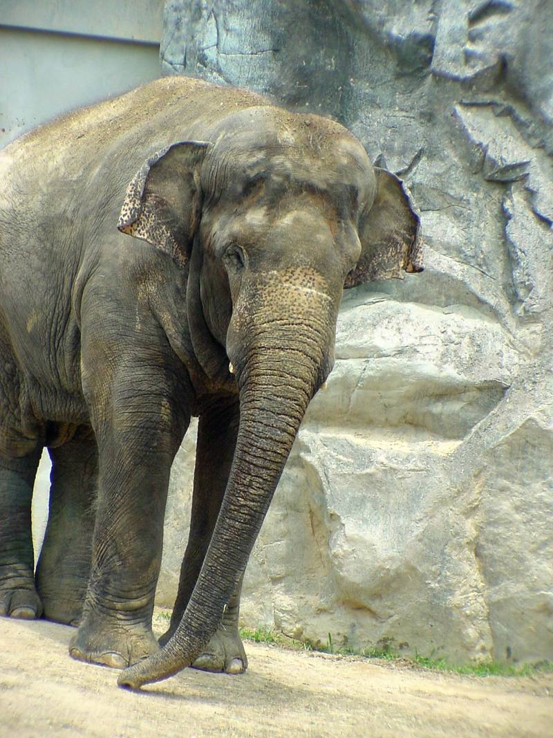 Asian Elephant - Elephas maximus (Daejeon Zooland); DISPLAY FULL IMAGE.