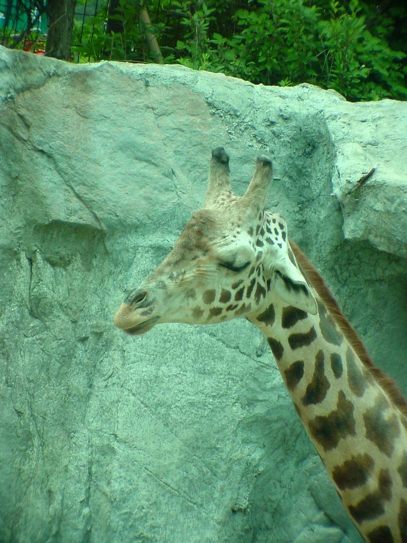 Giraffe (Daejeon Zooland); DISPLAY FULL IMAGE.